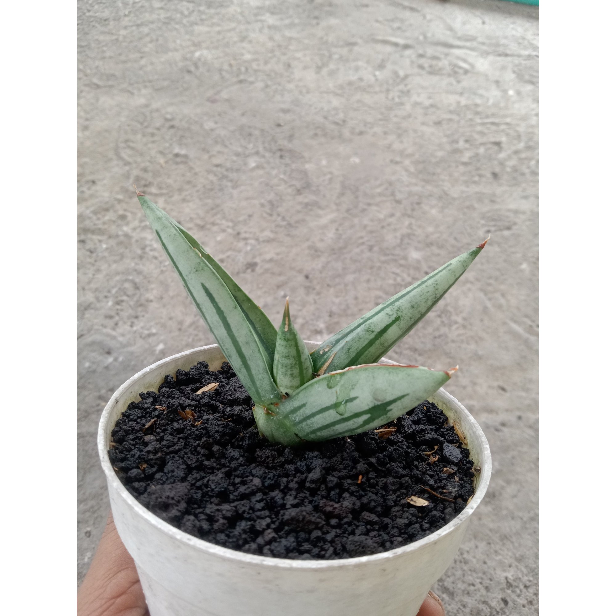 1878. Sansevieria Fatman