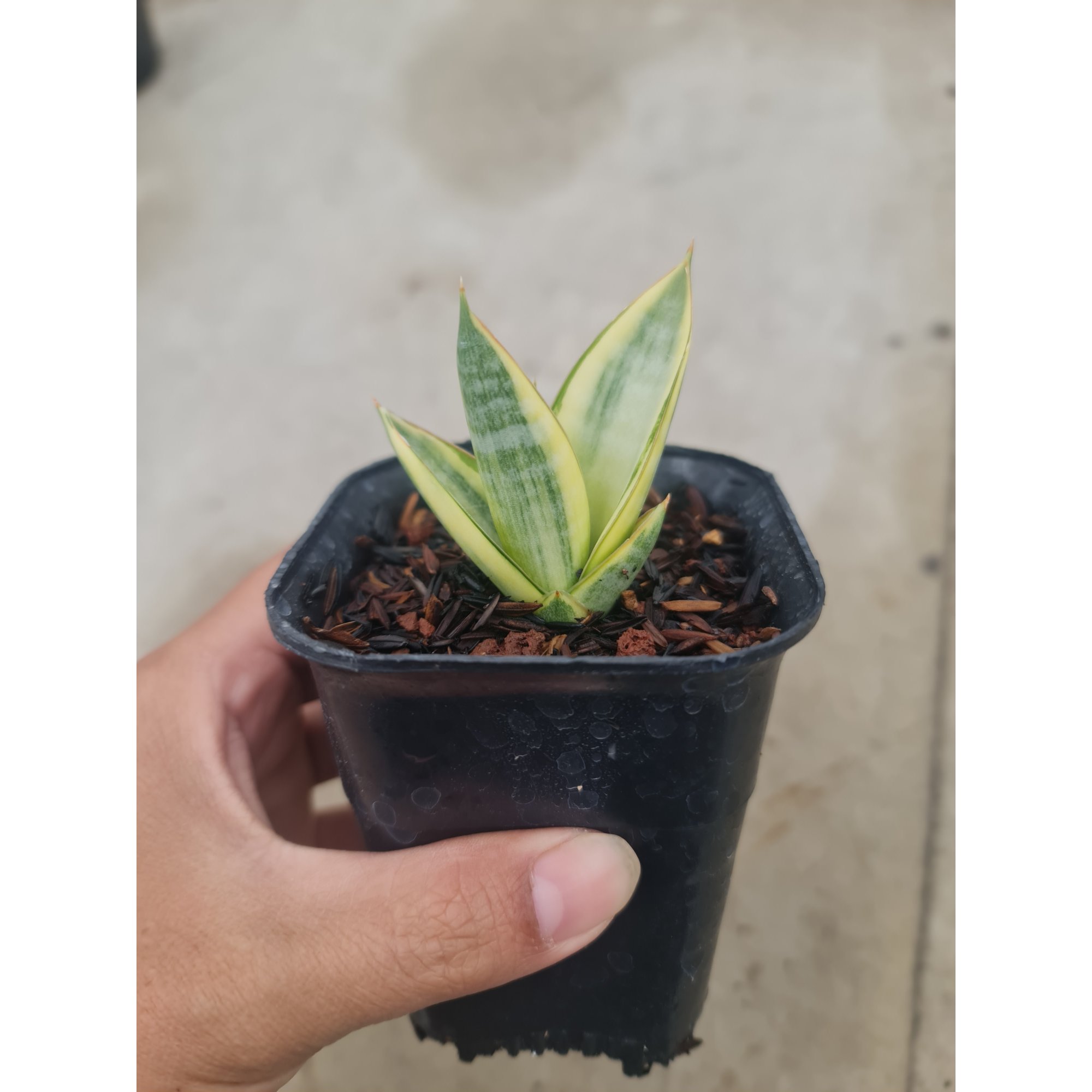 1493. Sansevieria Ferro