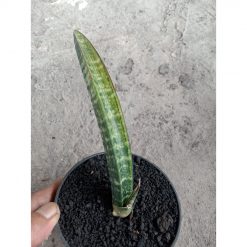 2230. Sansevieria Fichery Varigated