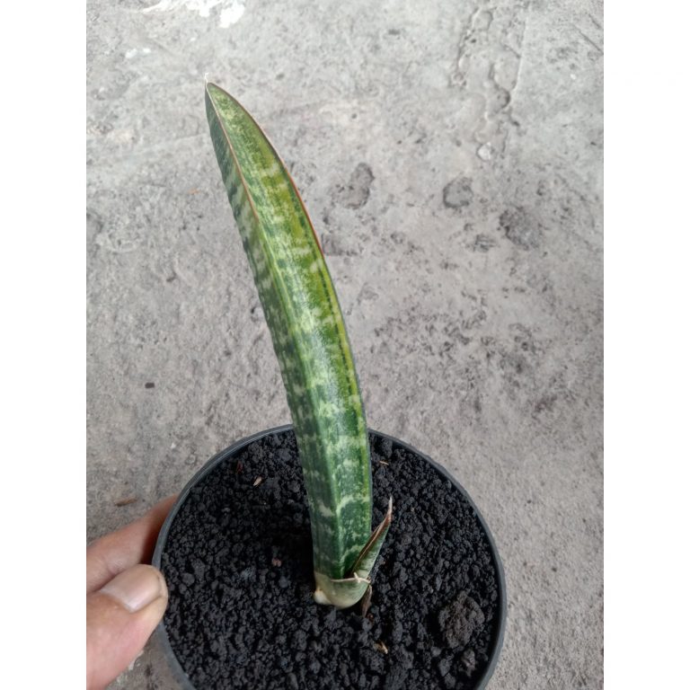 2230. Sansevieria Fichery Varigated