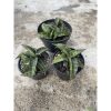 1477. Sansevieria Fischeri Black Variegated size 11 cm