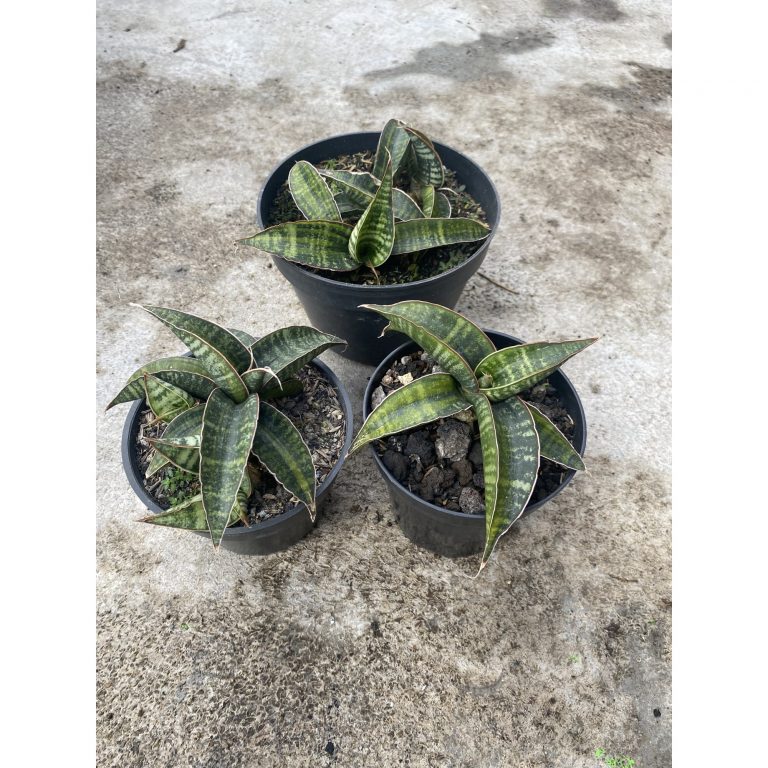 1477. Sansevieria Fischeri Black Variegated size 11 cm