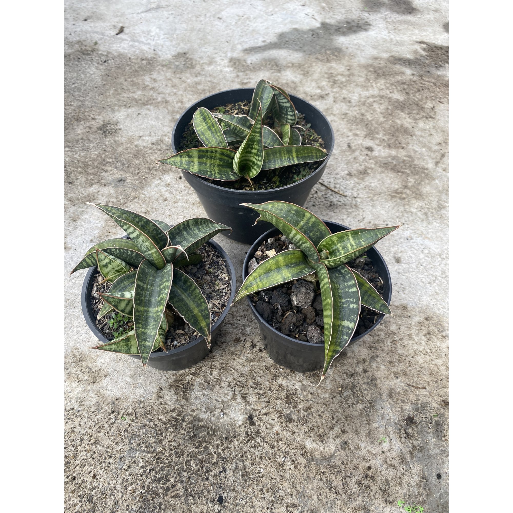 1477. Sansevieria Fischeri Black Variegated size 11 cm