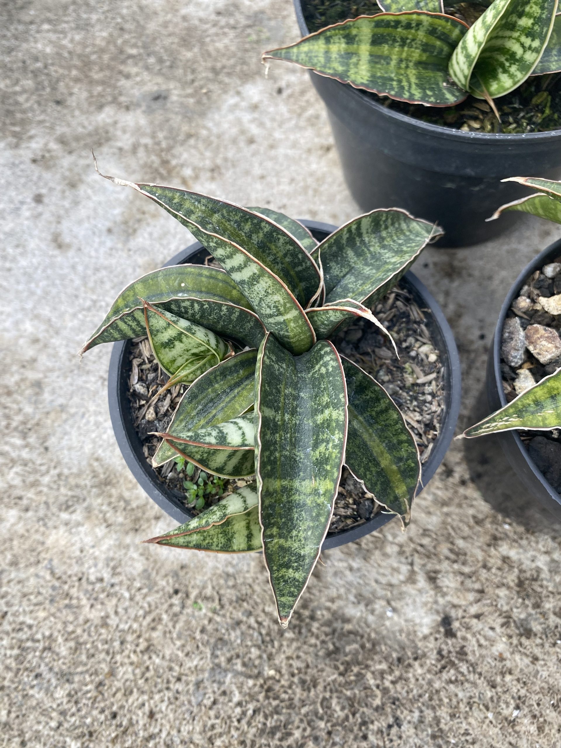 1477. Sansevieria Fischeri Black Variegated size 11 cm - Image 2