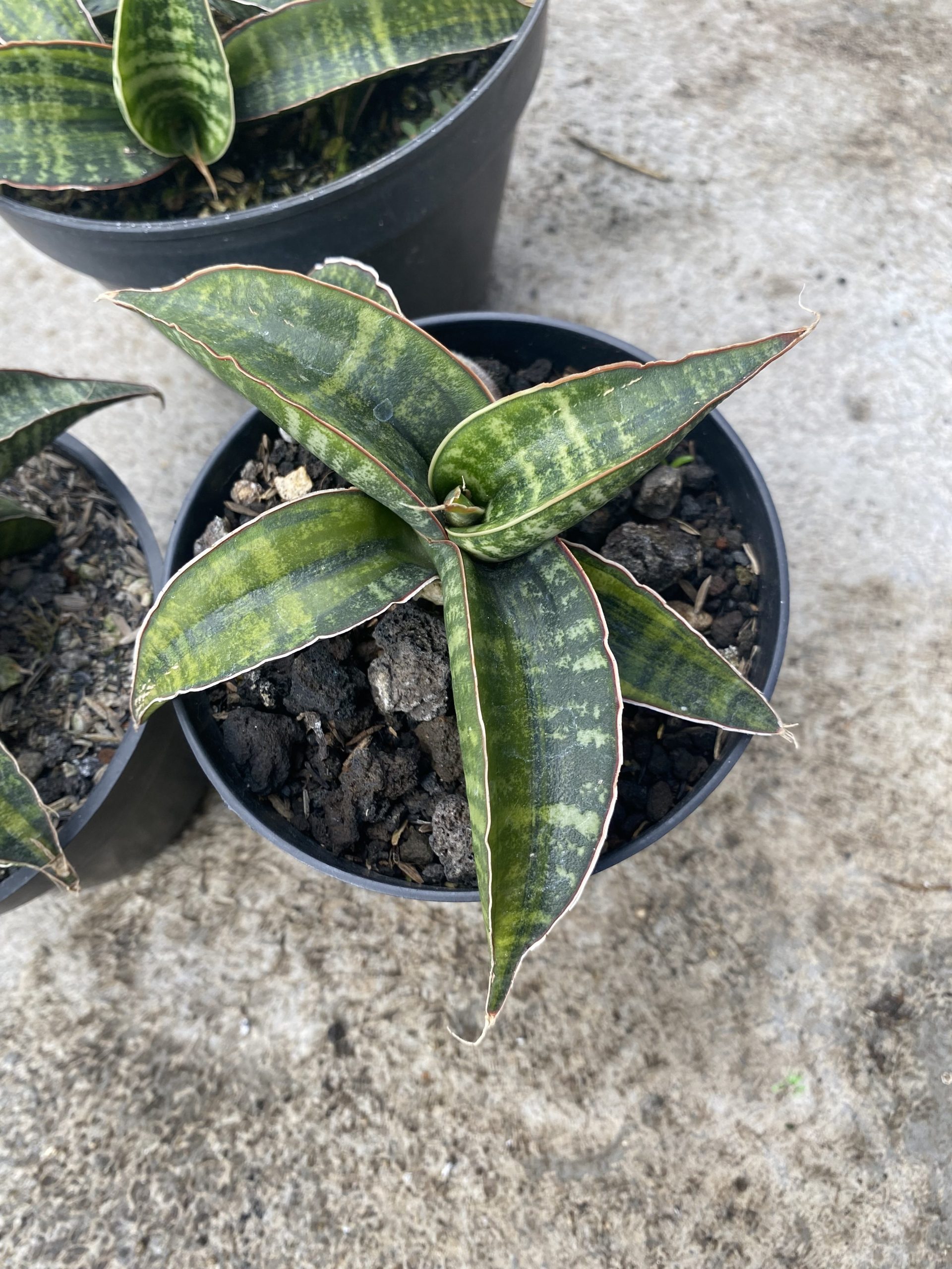 1477. Sansevieria Fischeri Black Variegated size 11 cm - Image 3
