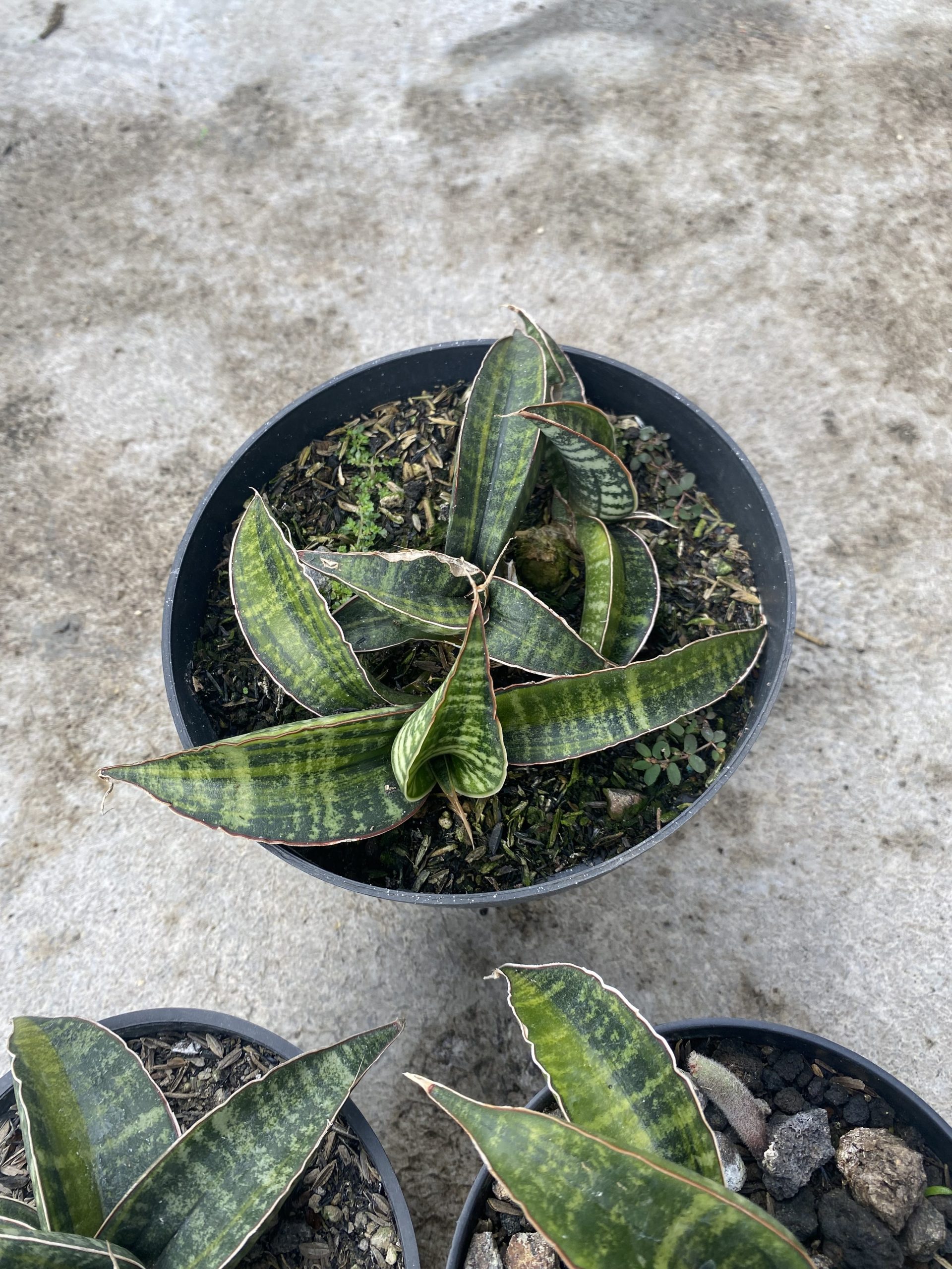 1477. Sansevieria Fischeri Black Variegated size 11 cm - Image 4