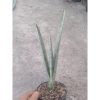 2011. Sansevieria Flava Java