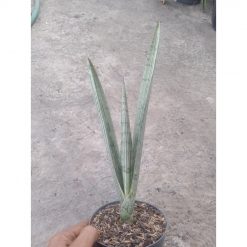 2011. Sansevieria Flava Java