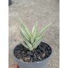1843. Sansevieria Francisi White Variegated
