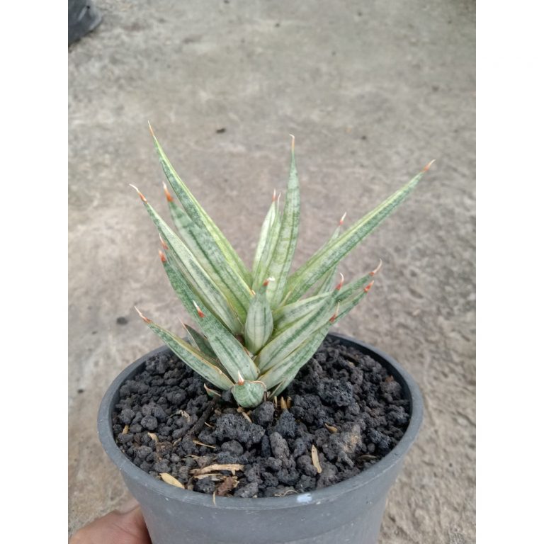 1843. Sansevieria Francisi White Variegated