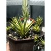 1870. Sansevieria Francisi Yellow Variegated size 10 cm
