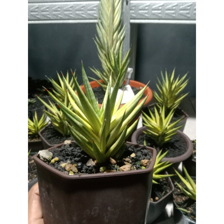 1870. Sansevieria Francisi Yellow Variegated size 10 cm