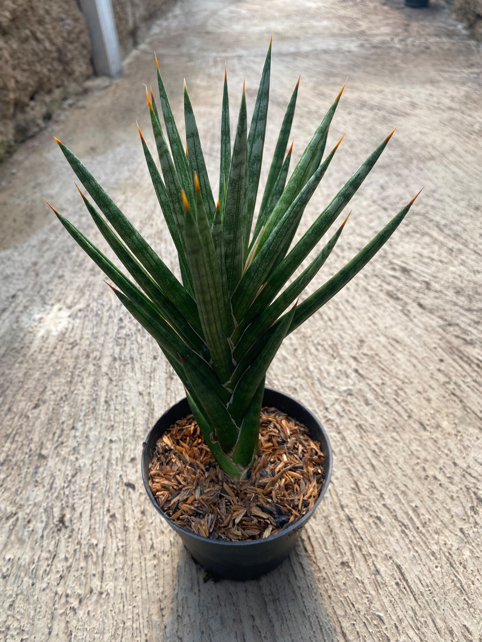1933. Sansevieria Francisii Gracilis Size 15 Cm - Image 2