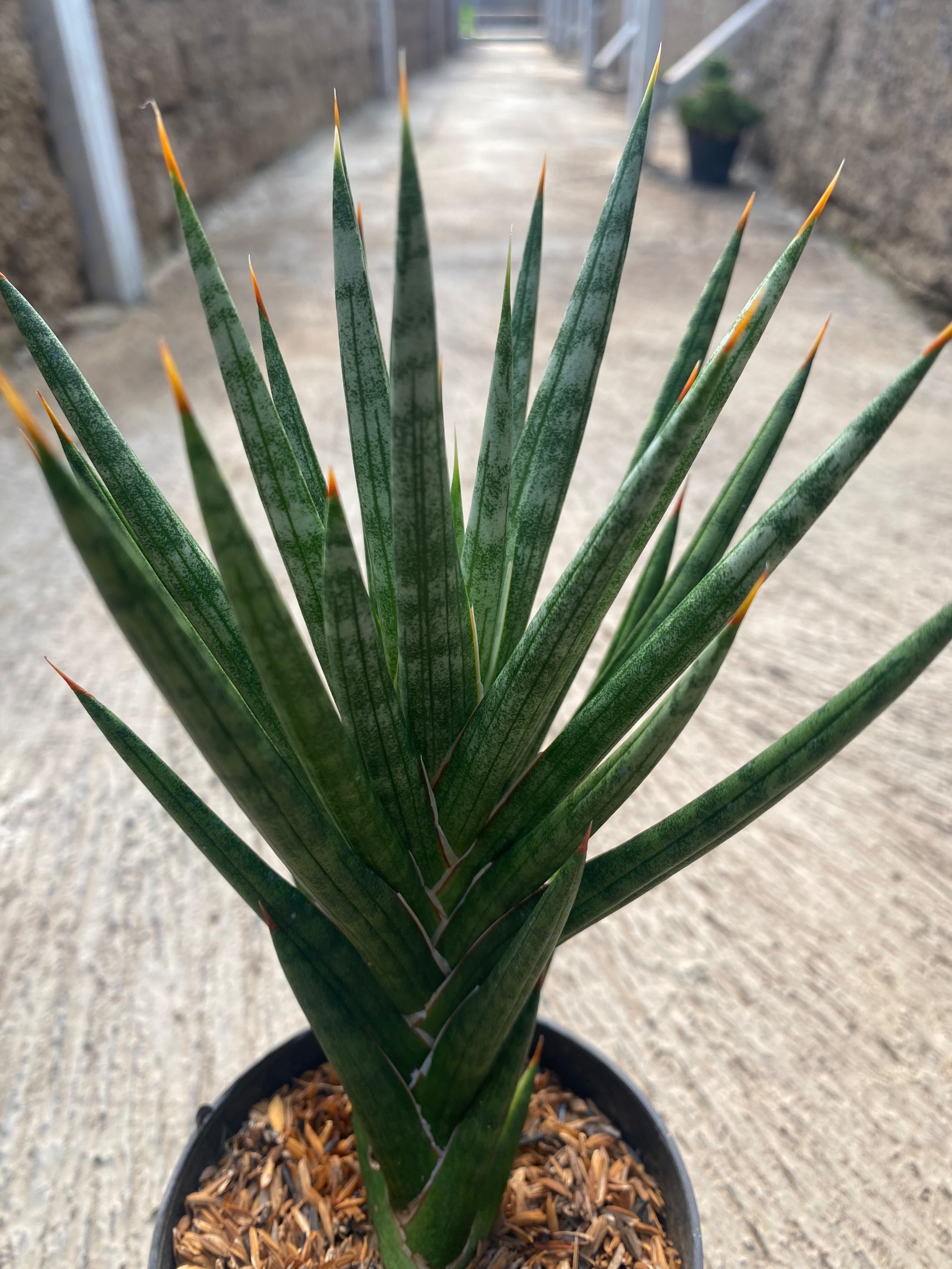 1933. Sansevieria Francisii Gracilis Size 15 Cm - Image 3