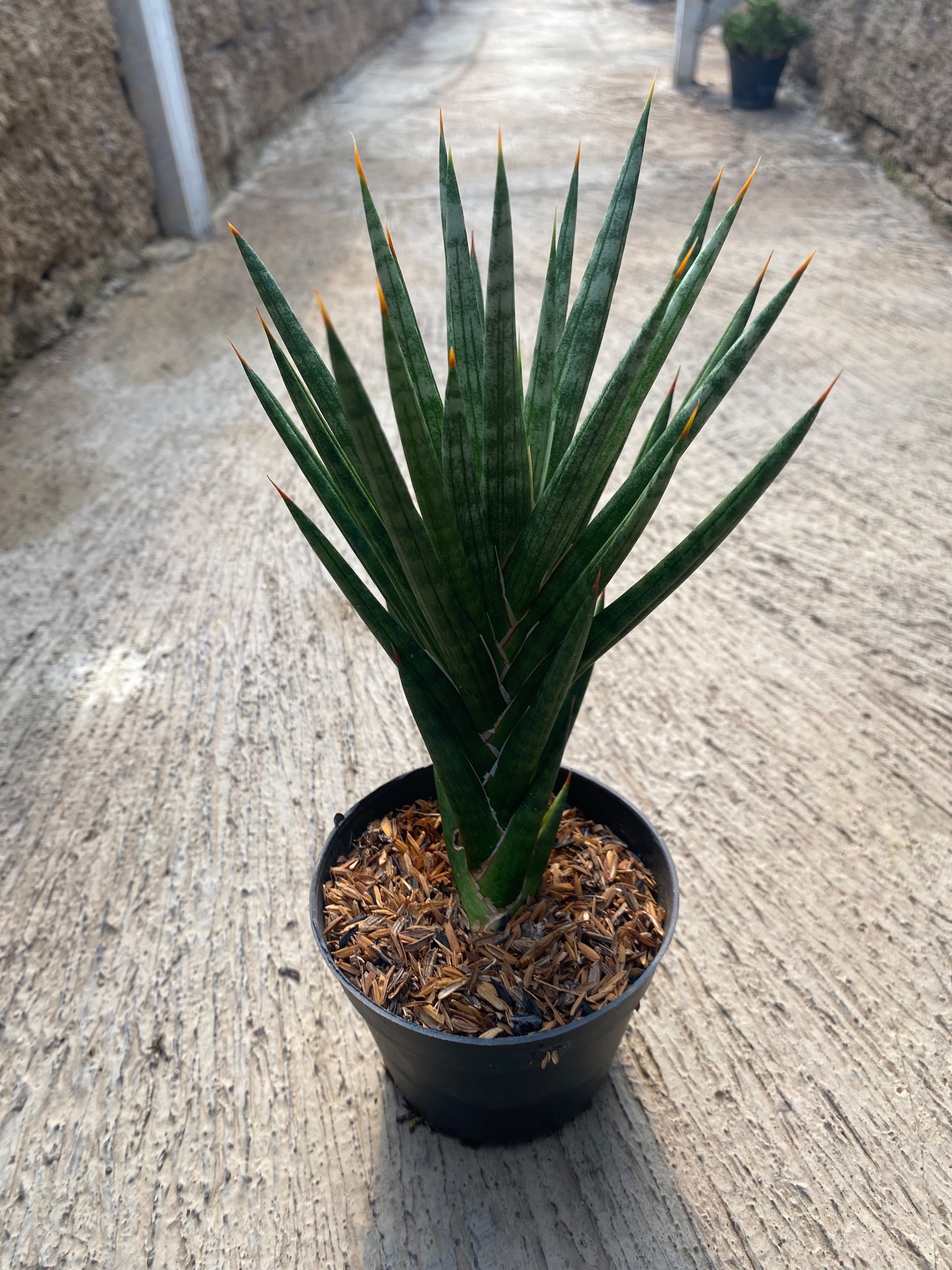 1933. Sansevieria Francisii Gracilis Size 15 Cm - Image 4