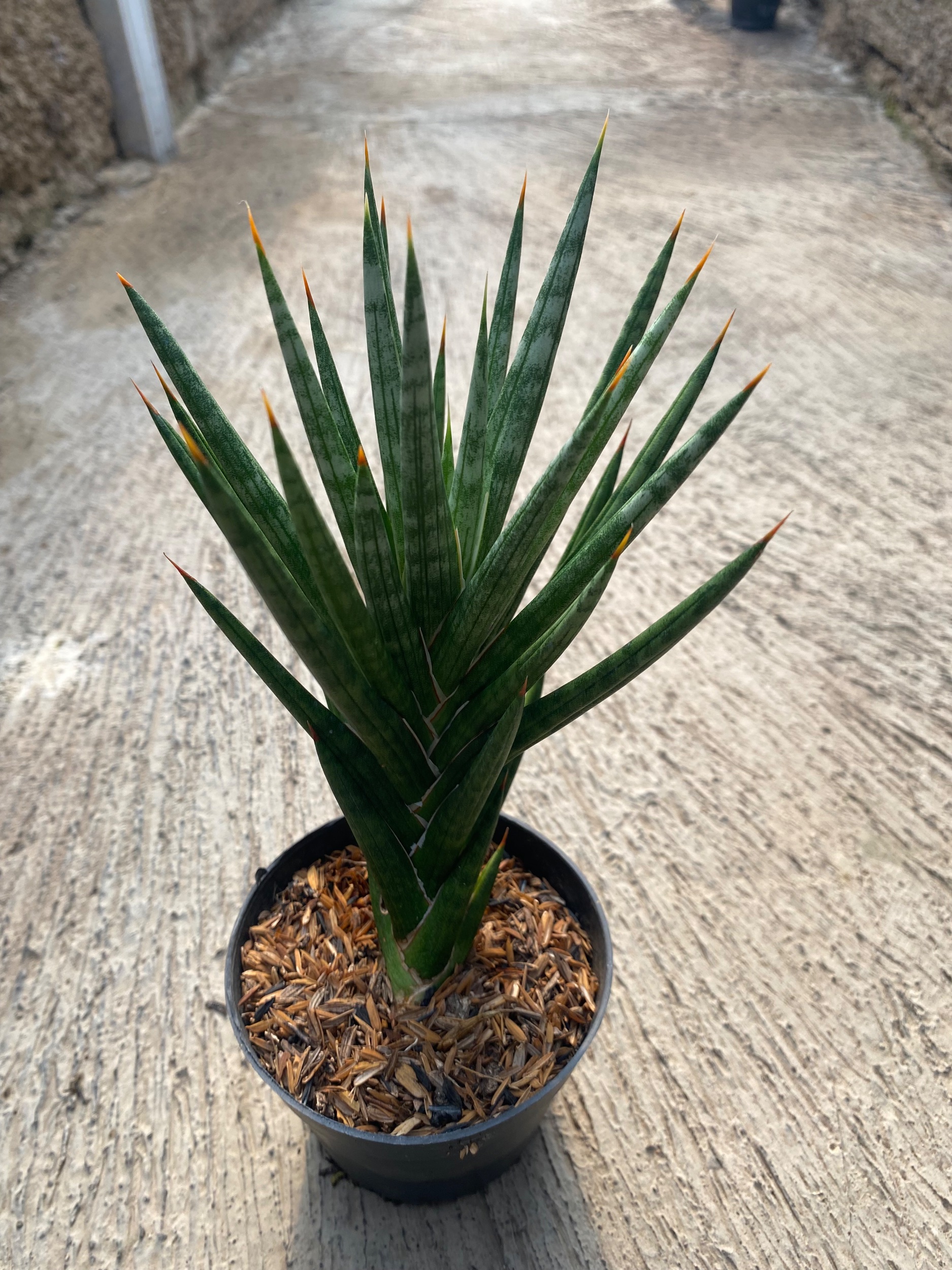 1933. Sansevieria Francisii Gracilis Size 15 Cm - Image 5