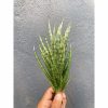 1933. Sansevieria Francisii Gracilis Size 15 Cm