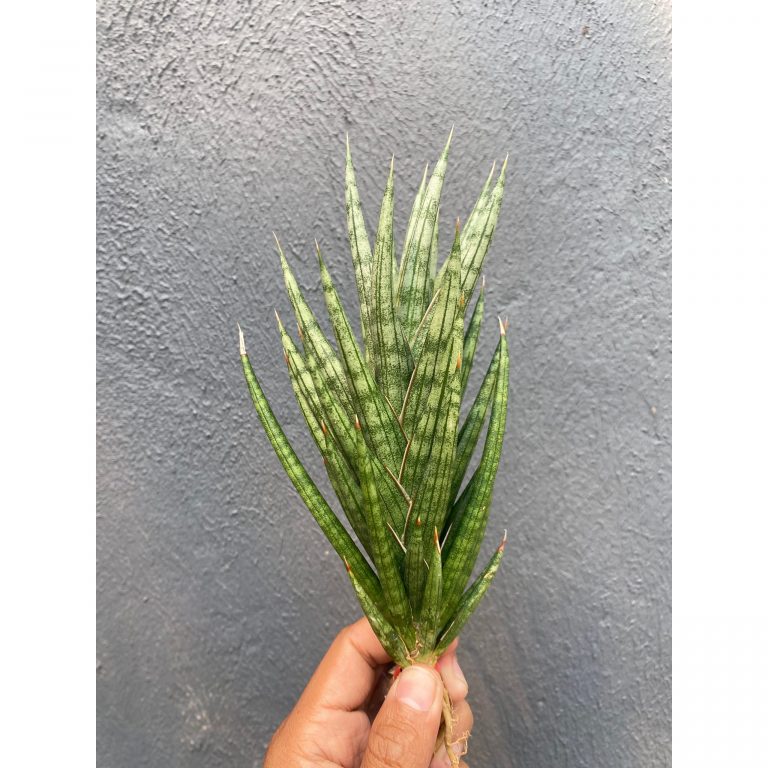 1933. Sansevieria Francisii Gracilis Size 15 Cm