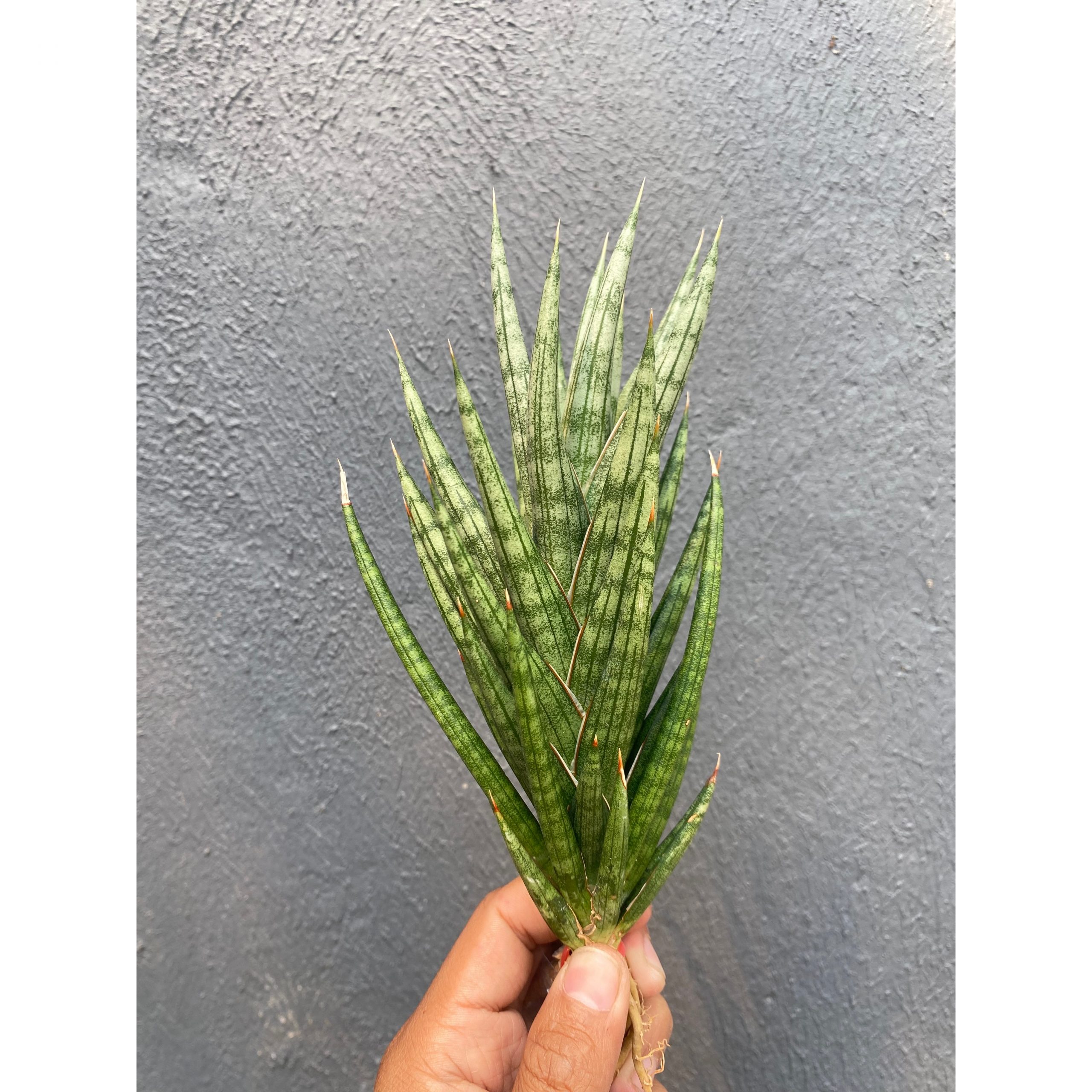 1933. Sansevieria Francisii Gracilis Size 15 Cm