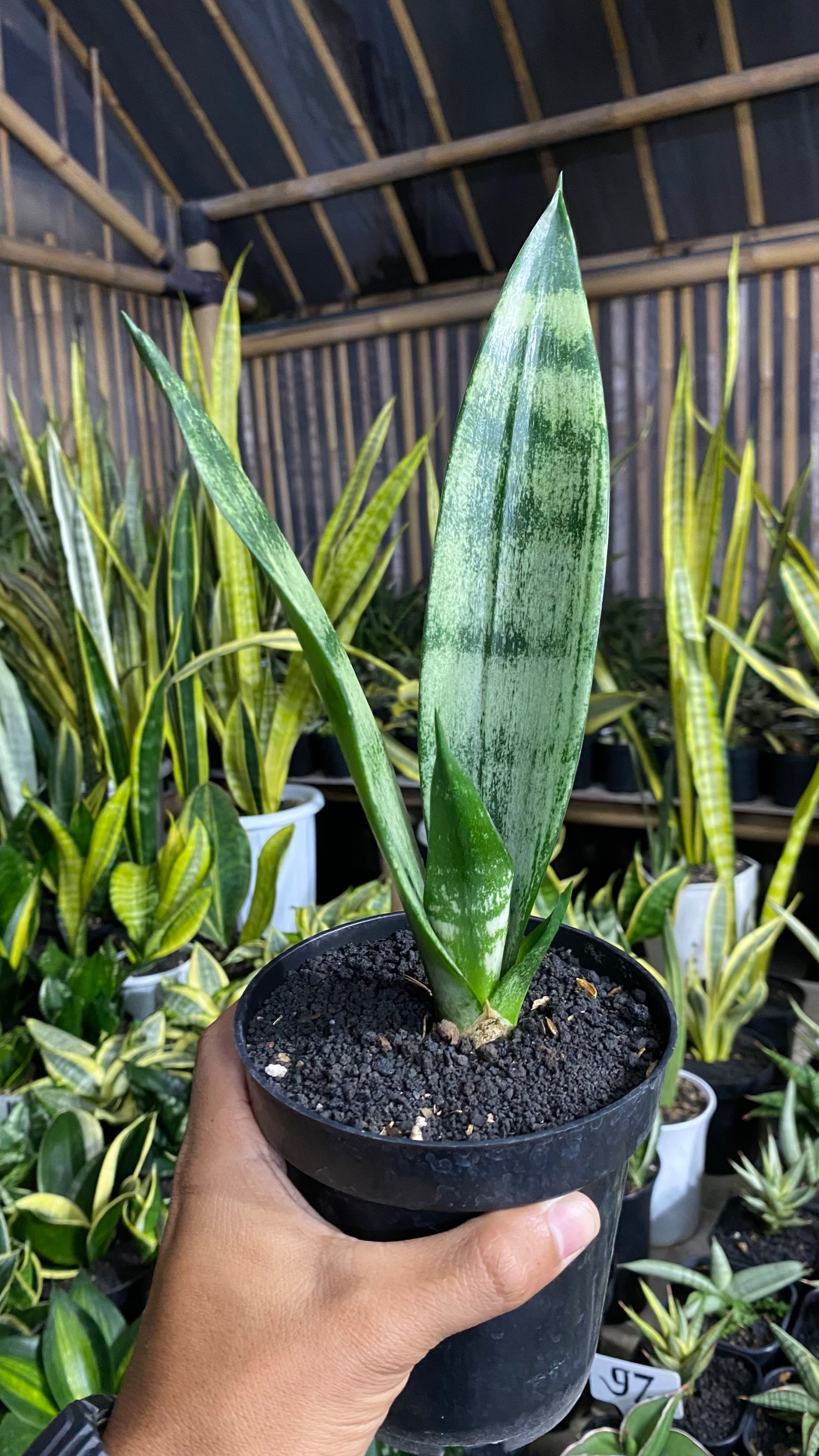 2083. Sansevieria Frozen - Image 2