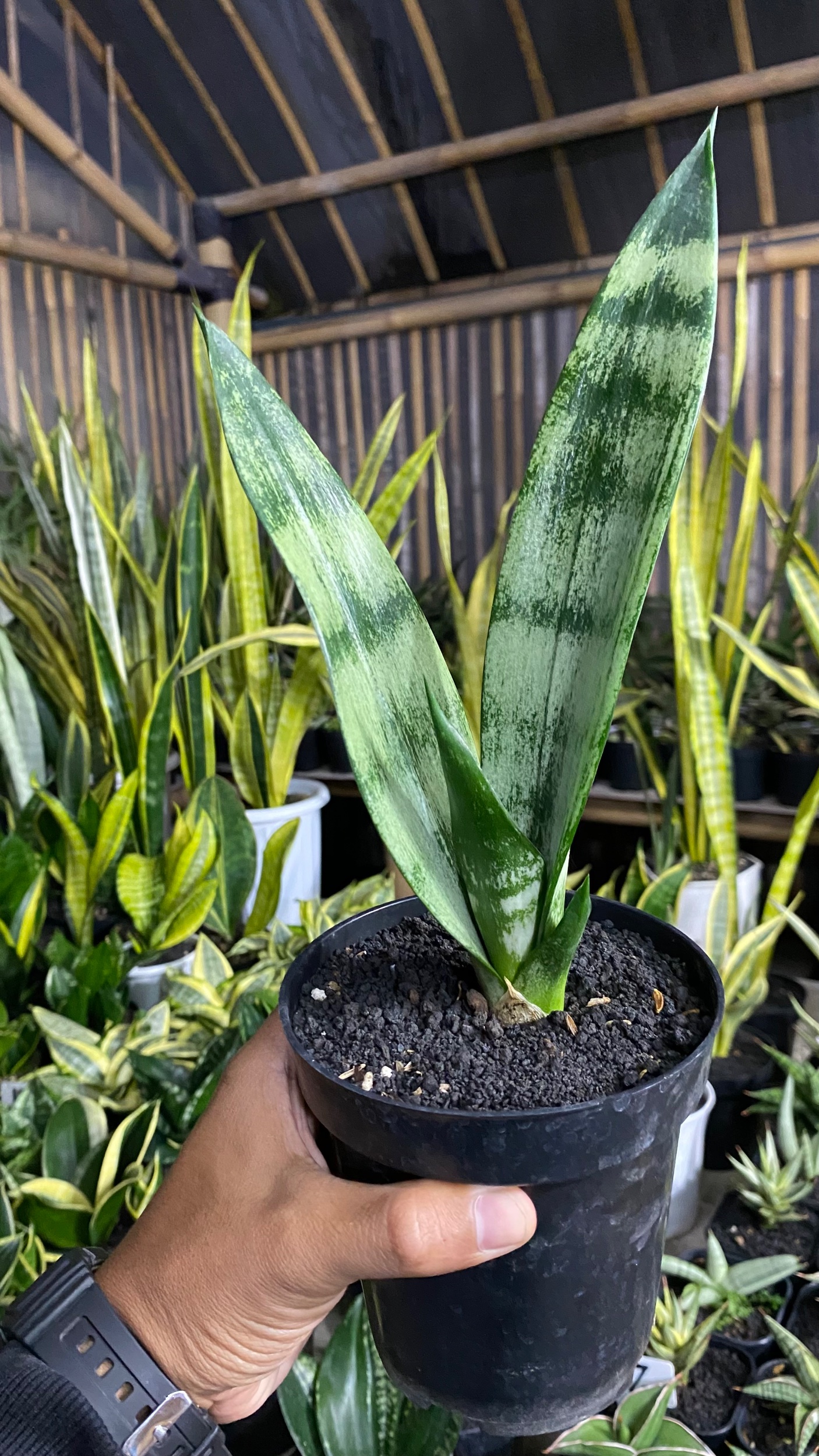 2083. Sansevieria Frozen - Image 3