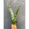 2083. Sansevieria Frozen