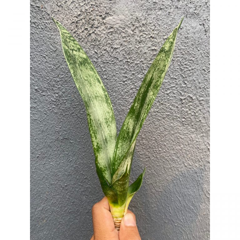 2083. Sansevieria Frozen