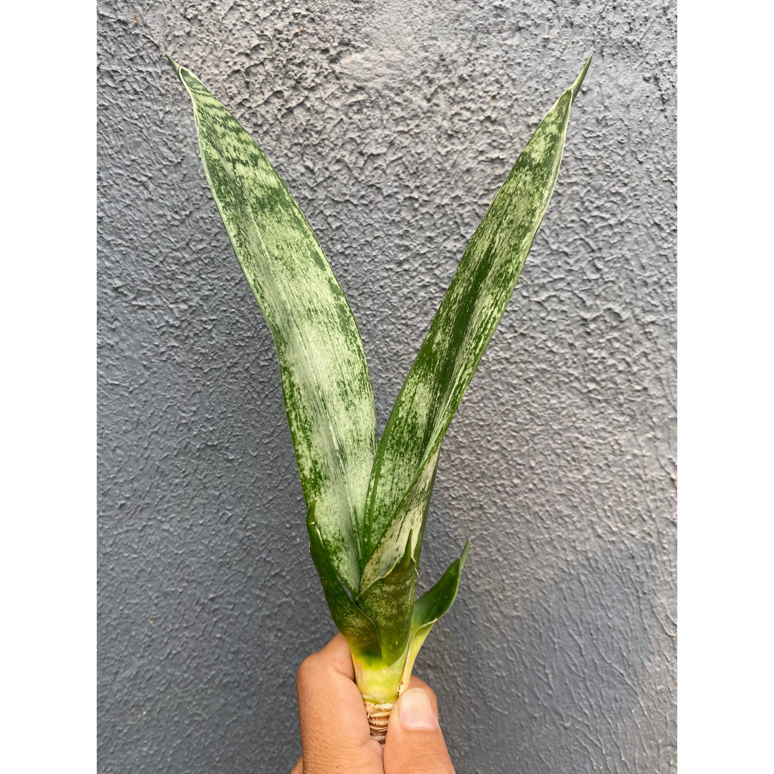 2083. Sansevieria Frozen