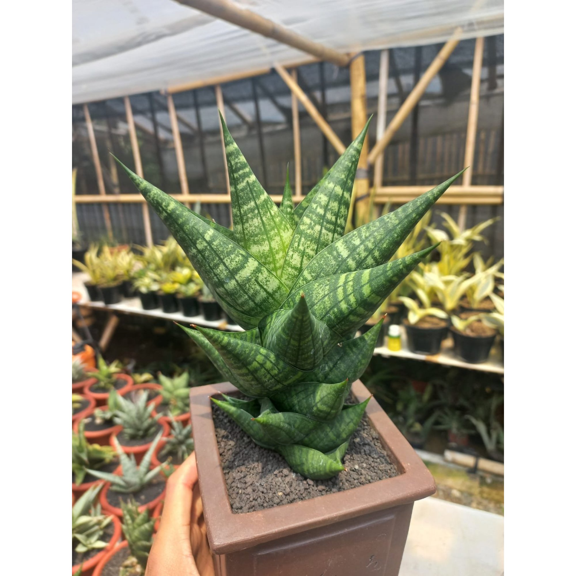 1759. Sansevieria Furong Big Size