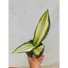 1803. Sansevieria Futura Asahi Hendrica