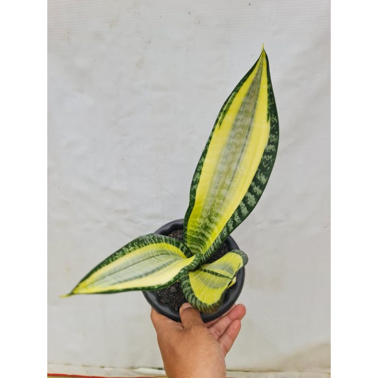 1803. Sansevieria Futura Asahi Hendrica