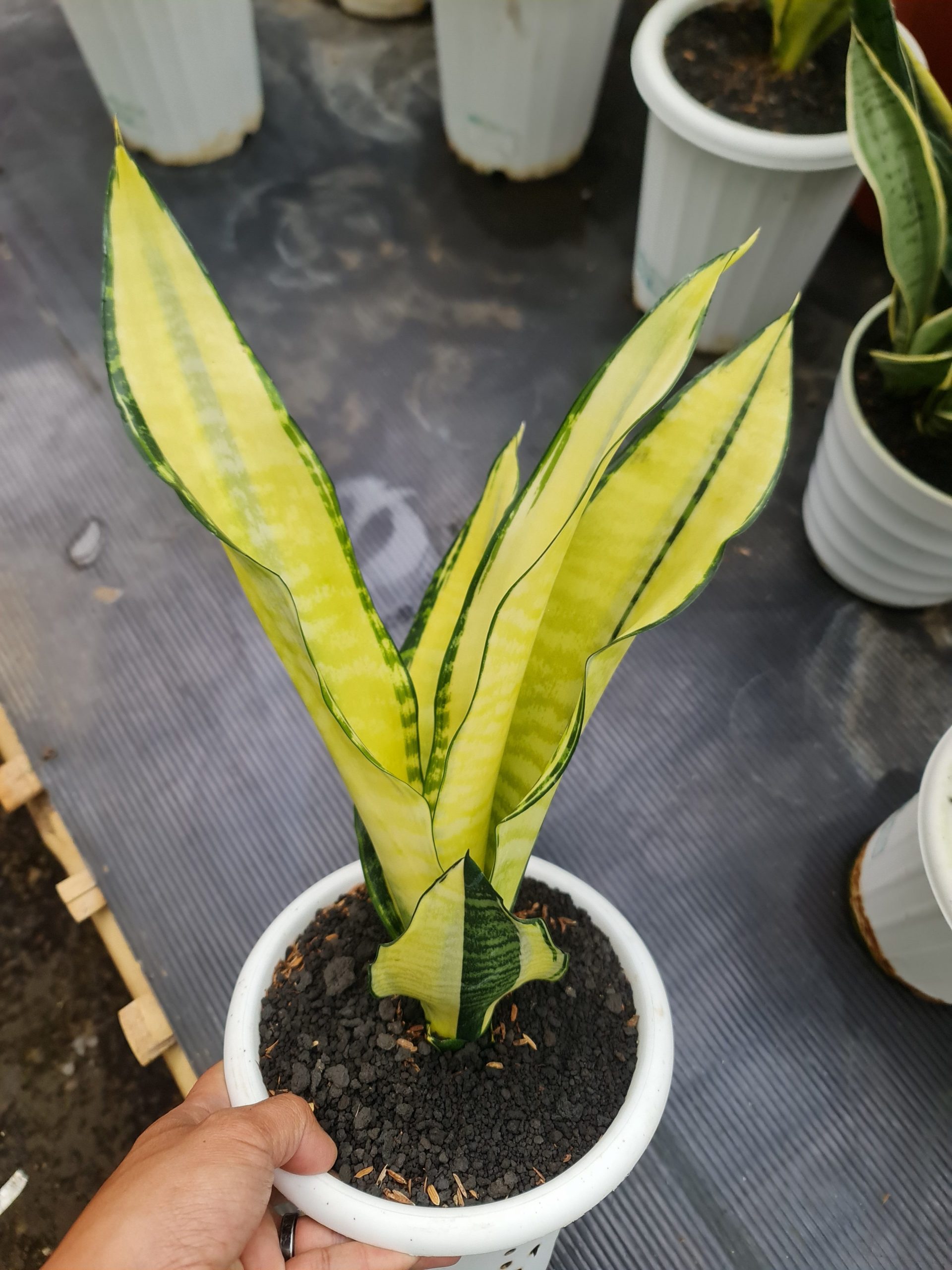 1557. Sansevieria Futura Cream Variegated - Image 2