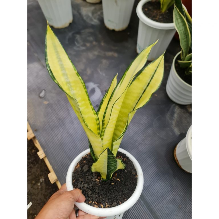 1557. Sansevieria Futura Cream Variegated
