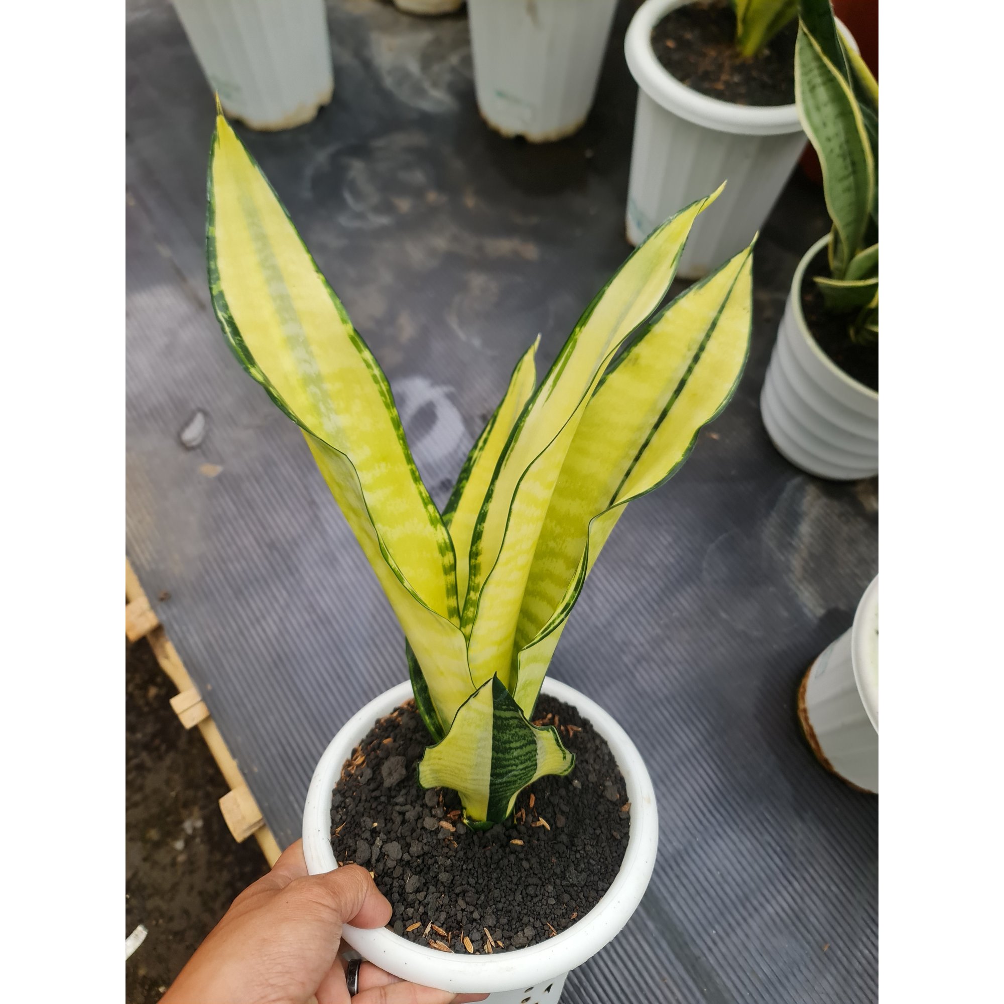 1557. Sansevieria Futura Cream Variegated