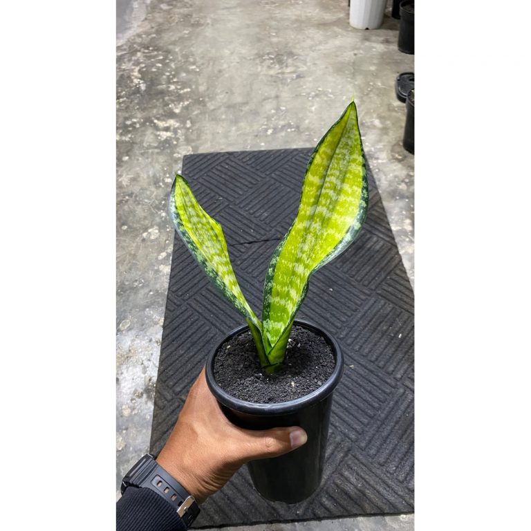 2086. Sansevieria Futura Pulsar 2 Leaves