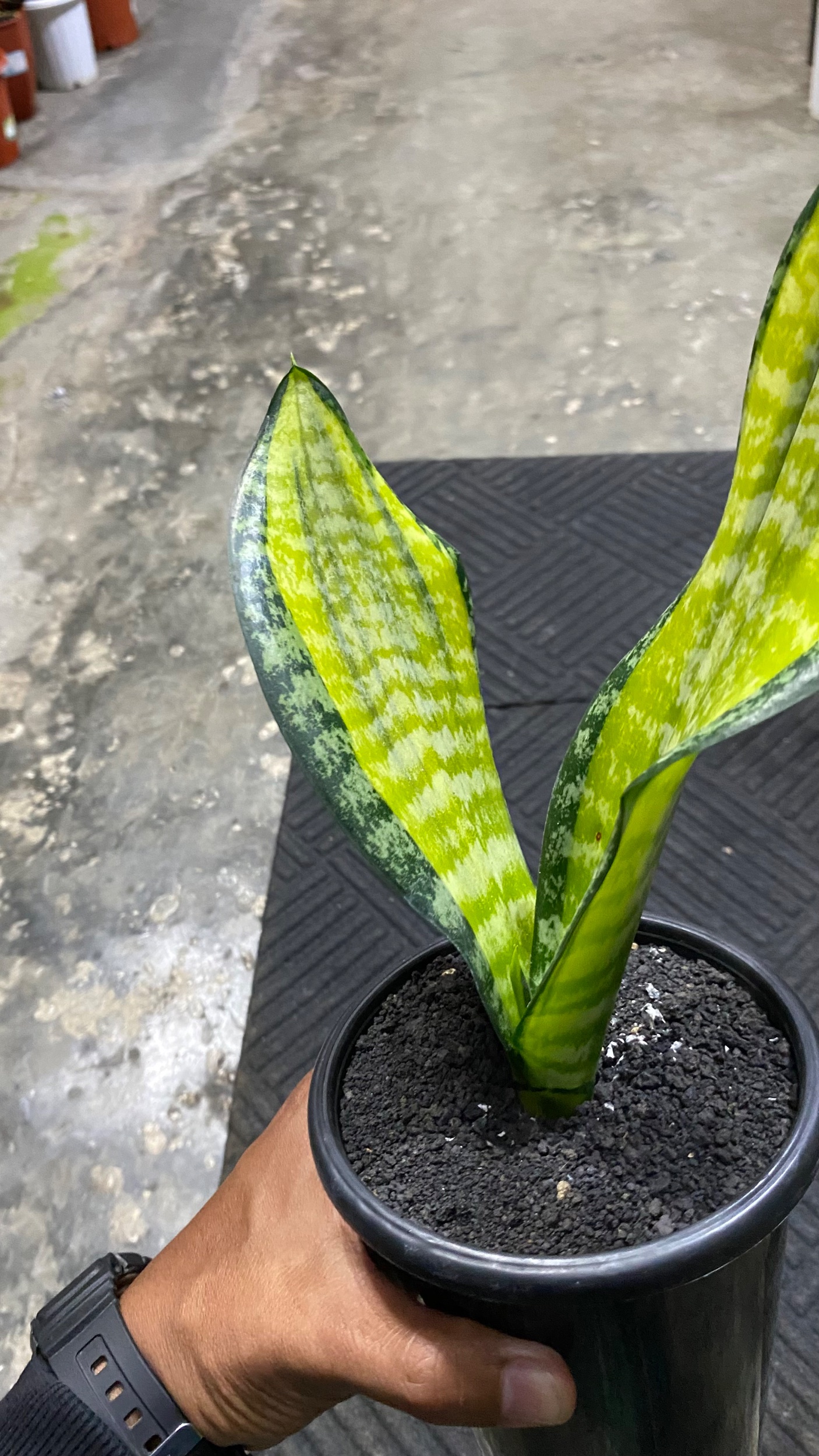 2086. Sansevieria Futura Pulsar 2 Leaves - Image 2