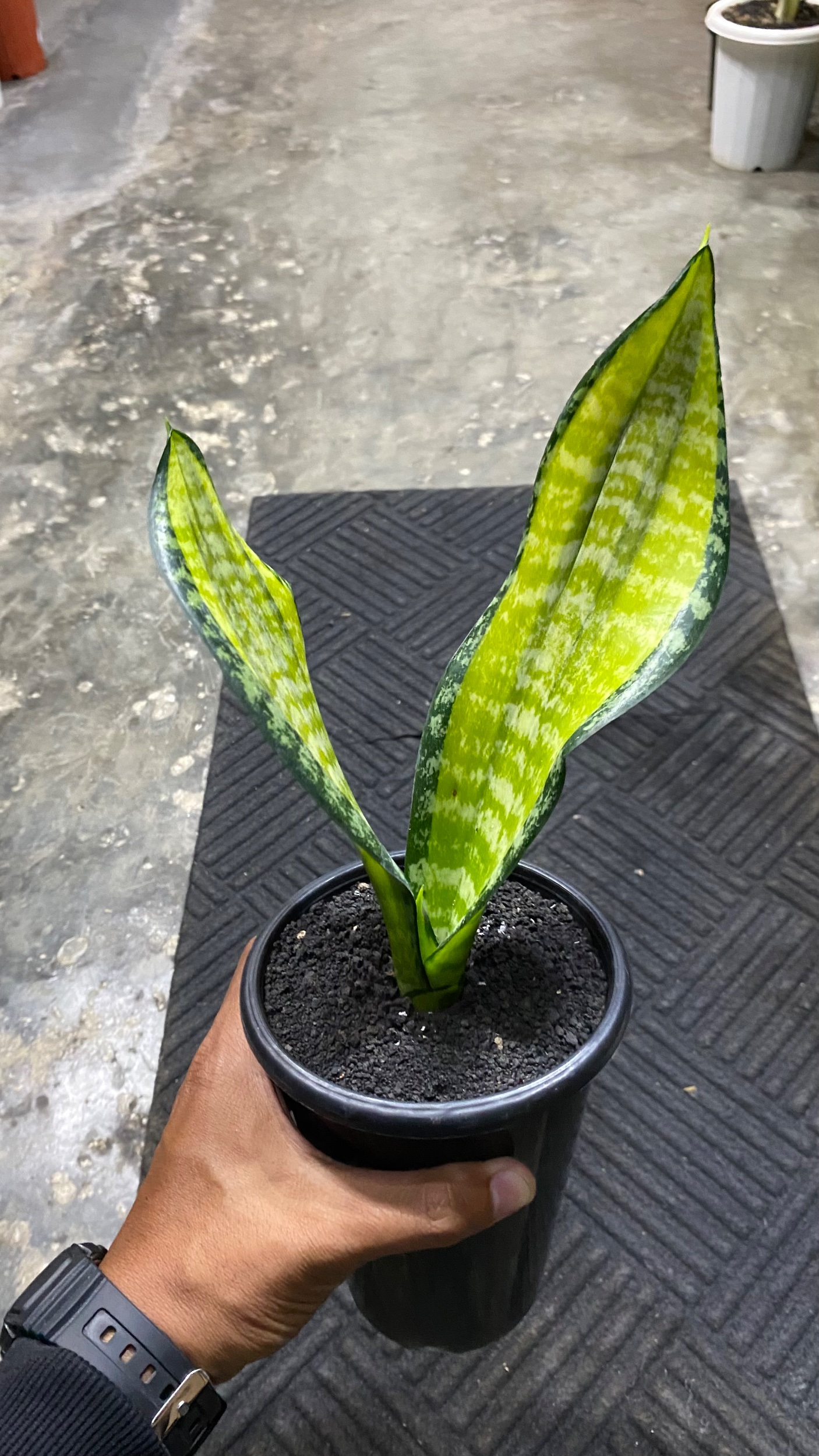 2086. Sansevieria Futura Pulsar 2 Leaves - Image 3
