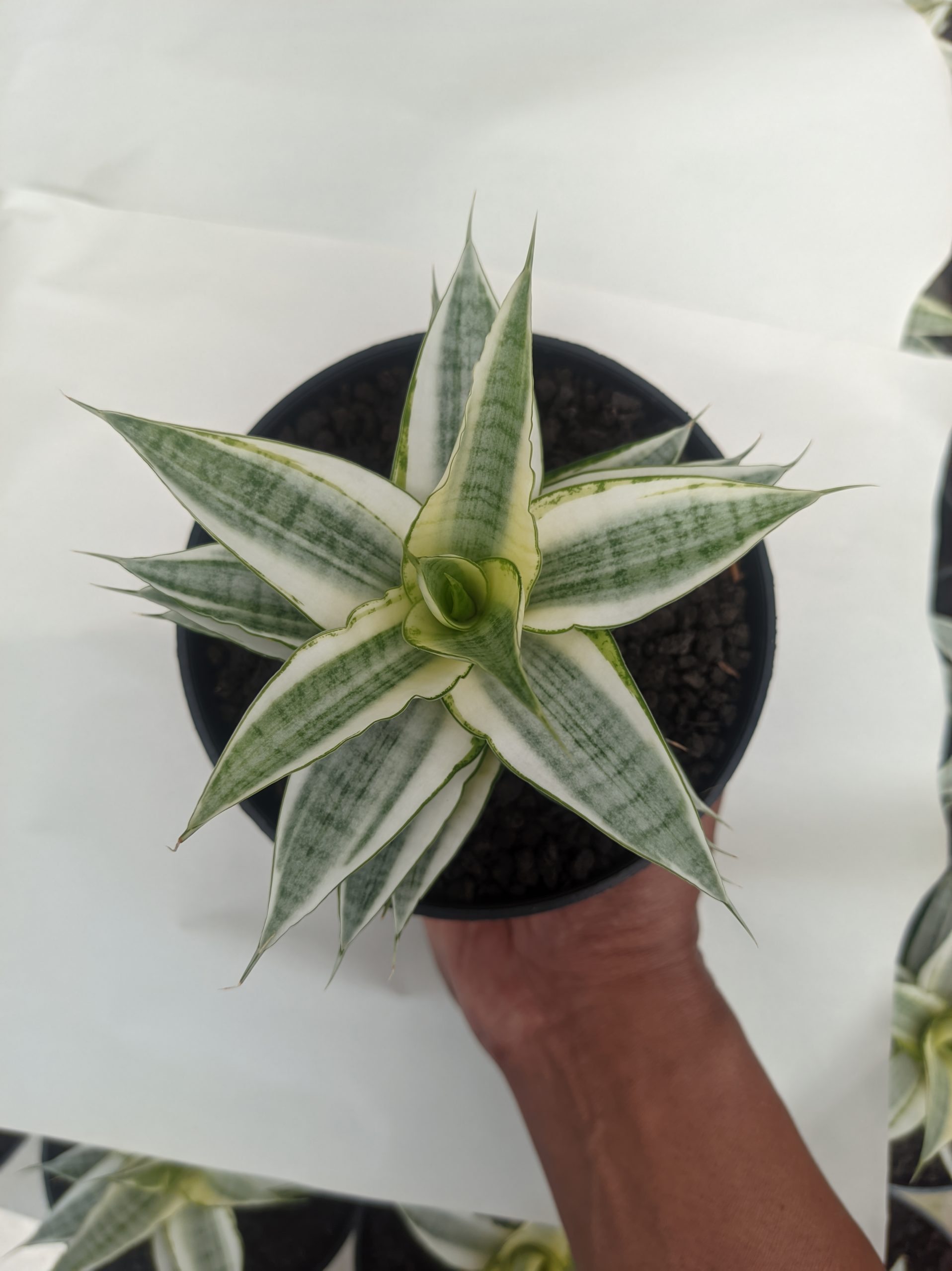 1455. Sansevieria Gabriela White Variegated - Image 2