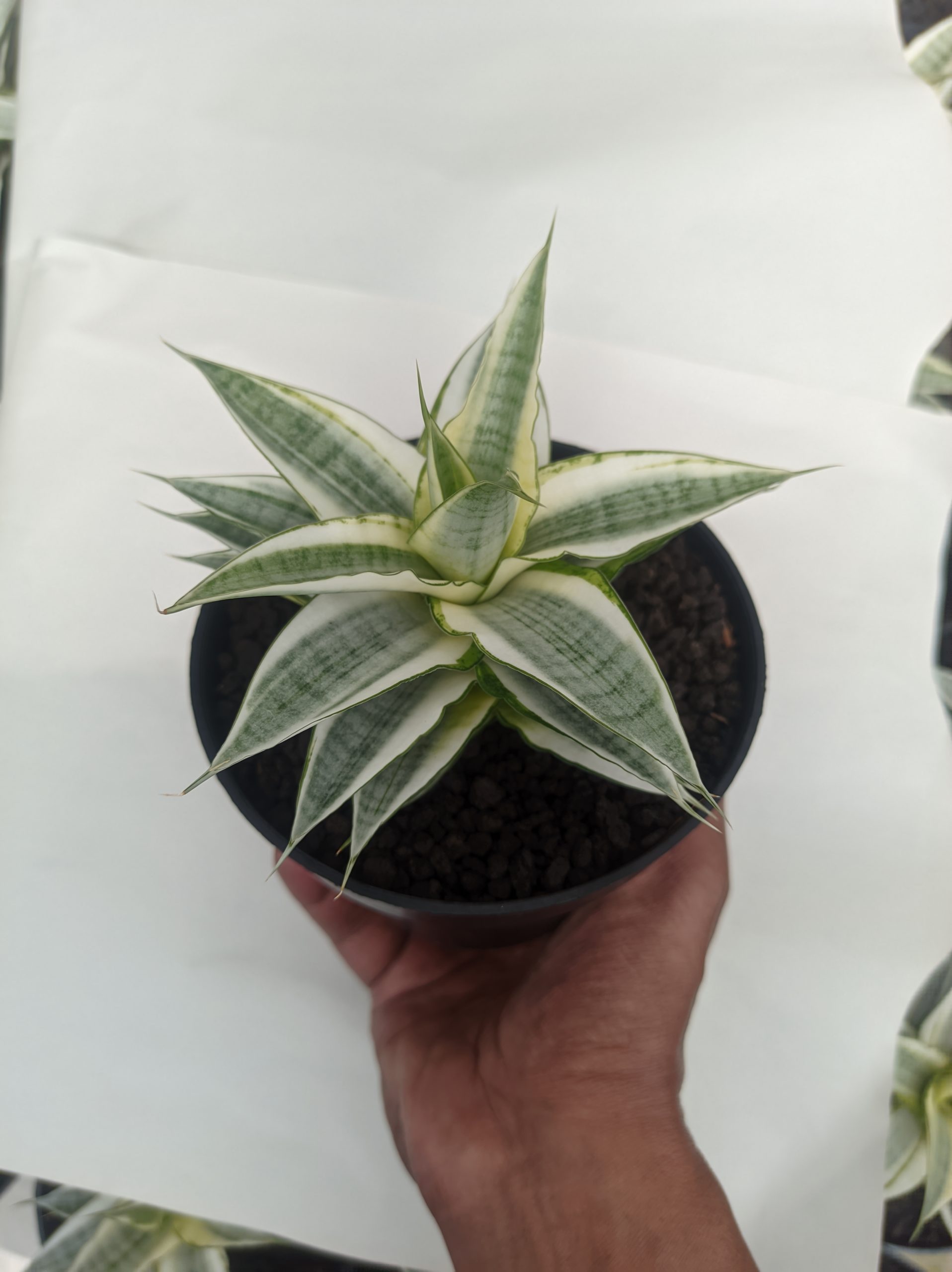 1455. Sansevieria Gabriela White Variegated - Image 3