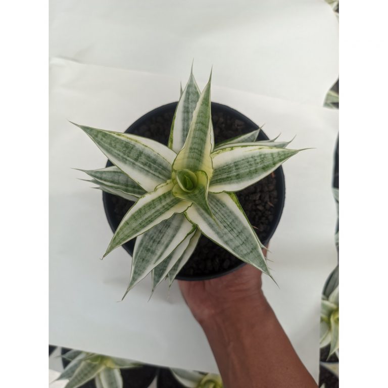 1455. Sansevieria Gabriela White Variegated