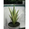 1862. Sansevieria Gabriella Variegated Mateur Form