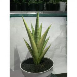 1862. Sansevieria Gabriella Variegated Mateur Form