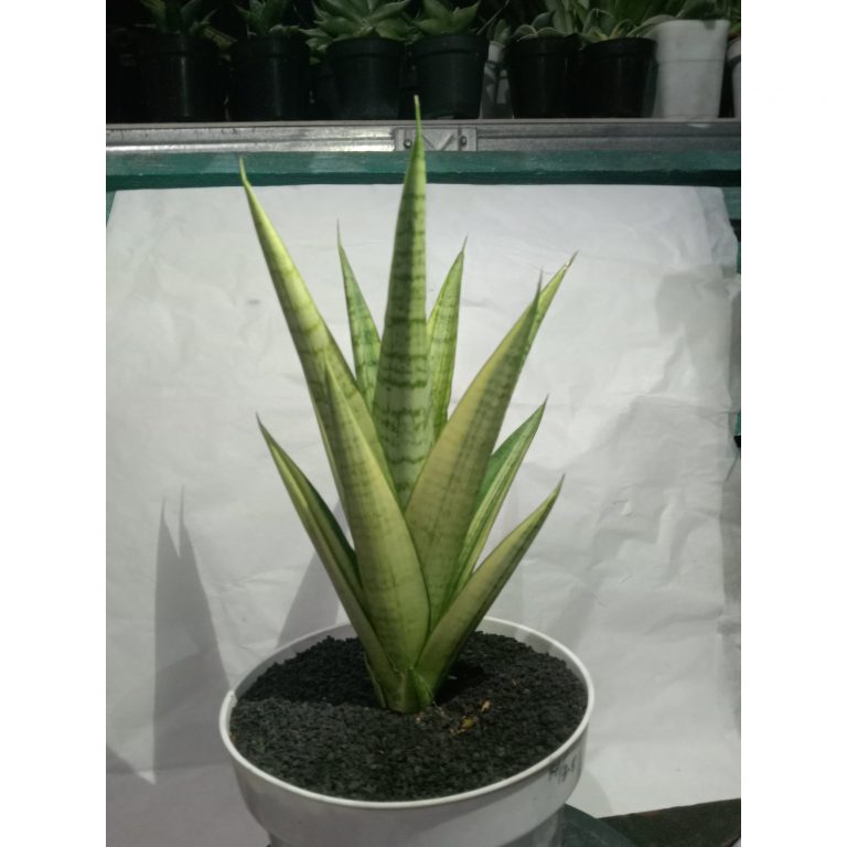 1862. Sansevieria Gabriella Variegated Mateur Form