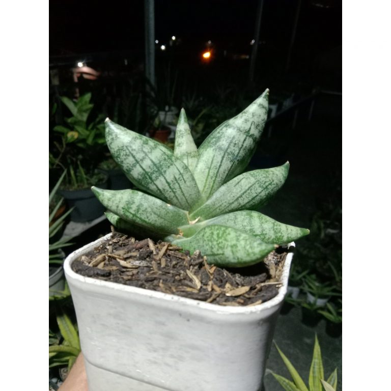 1917. Sansevieria Boncel Gabriella