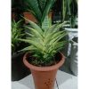 1874. Sansevieria Gabriella Yellow Variegated Medium Size