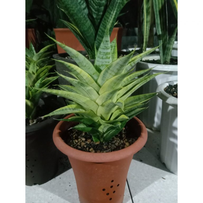 1874. Sansevieria Gabriella Yellow Variegated Medium Size