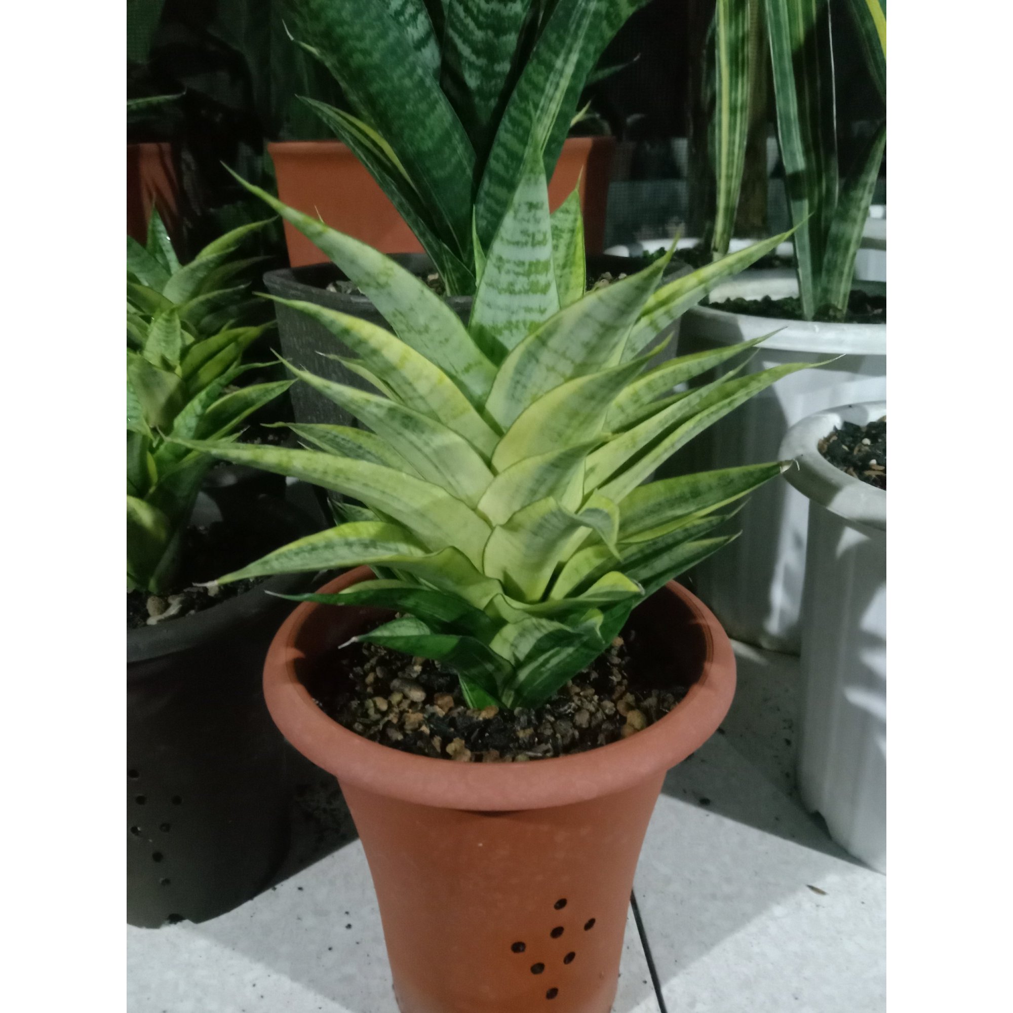 1874. Sansevieria Gabriella Yellow Variegated Medium Size