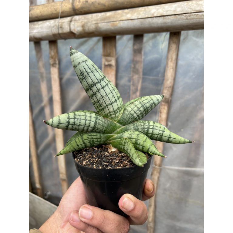 1575. Sansevieria Gagah