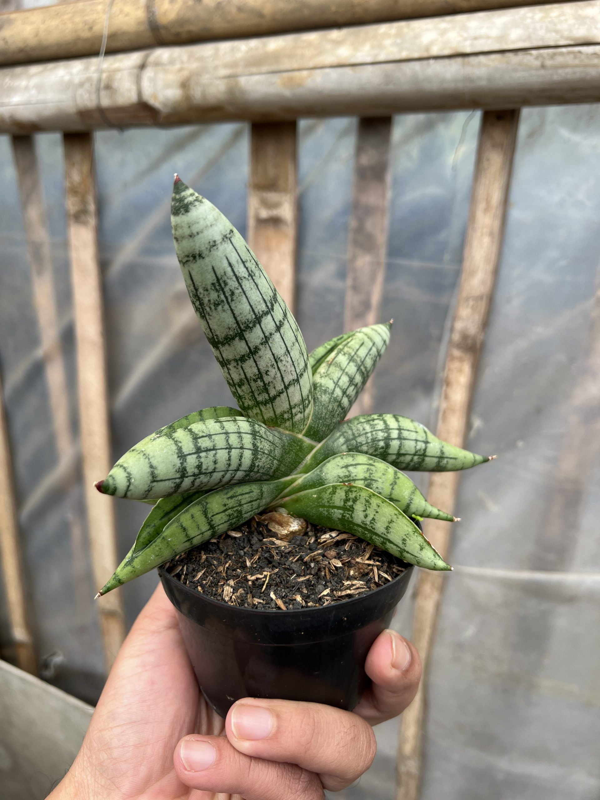 1575. Sansevieria Gagah - Image 2