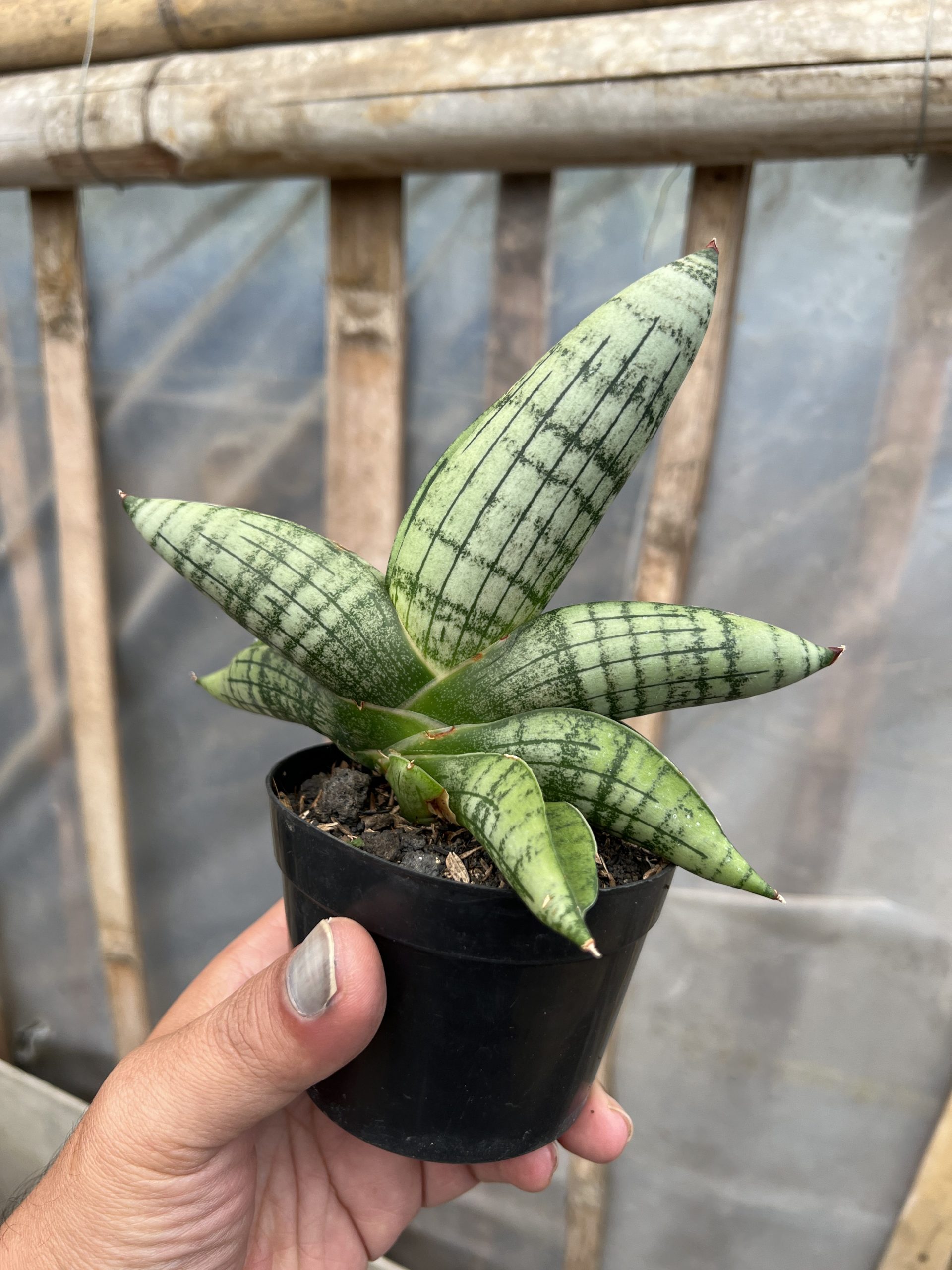1575. Sansevieria Gagah - Image 3